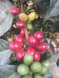 red and green coffee beans growing on a tree